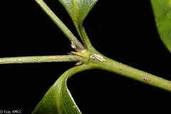 Peponidium