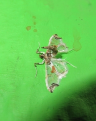 Neoleucinodes elegantalis