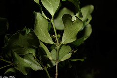 Peponidium