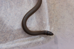Delma tincta