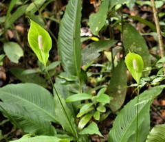 Spathiphyllum wallisii