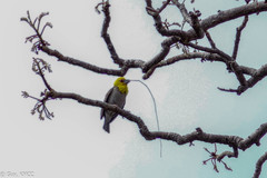 Ploceus sakalava