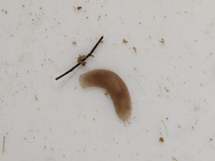 Continenticola