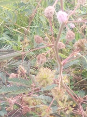 Mimosa