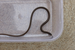 Delma tincta