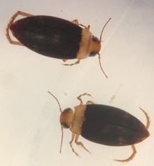 Derovatellus floridanus