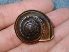 Helminthoglypta umbilicata