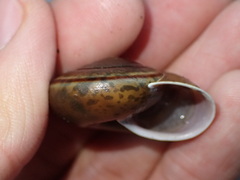 Helminthoglypta umbilicata