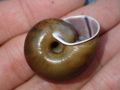 Helminthoglypta umbilicata