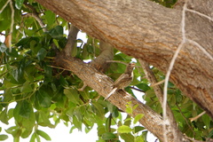 Haemorhous mexicanus