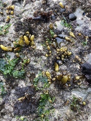 Halosaccion glandiforme