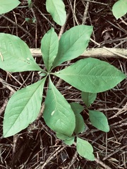 Lysimachia latifolia