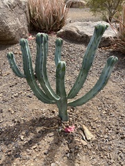 Myrtillocactus