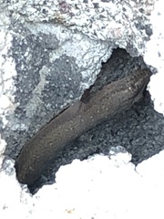 Gastropoda