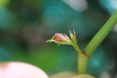 Dasineura parthenocissi