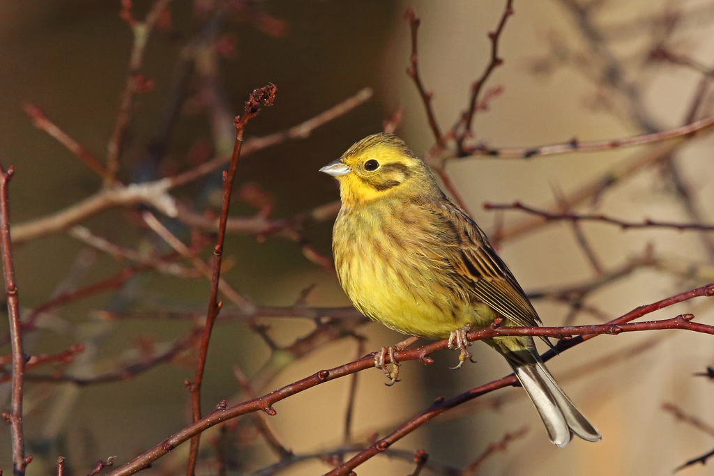 British Yellowhammer