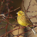 British Yellowhammer - Photo (c) Nigel Voaden, some rights reserved (CC BY)