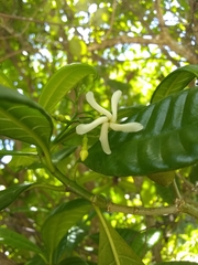 Tabernaemontana citrifolia