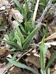 Lithospermum latifolium