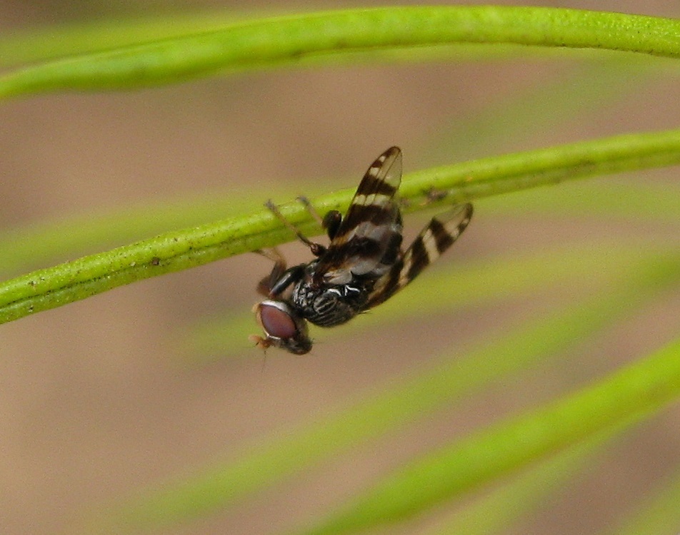 Neoardelio