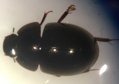 Limnohydrobius tumidus