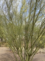 Parkinsonia