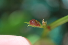 Dasineura parthenocissi