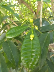 Tabernaemontana citrifolia