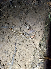 Scolopendra