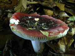 Russula vinacea