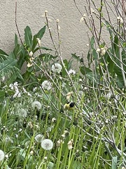 Spinus psaltria