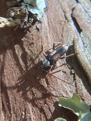 Dicentrus bluthneri