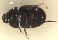 Limnohydrobius tumidus