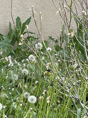 Spinus psaltria