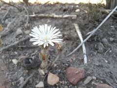 Trichodiadema orientale