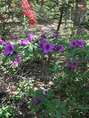 Rhododendron