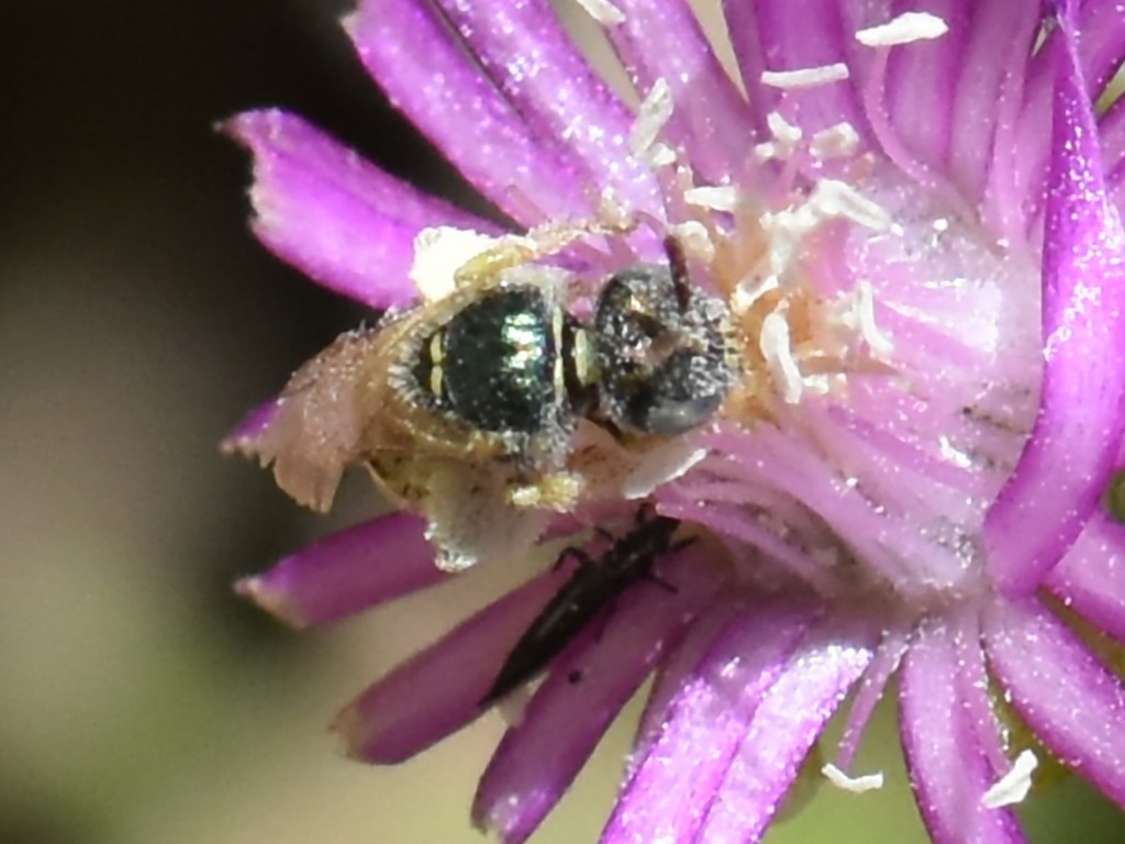 Nomioides maculiventris