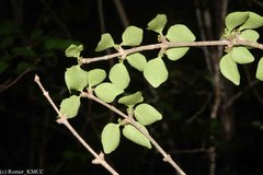 Peponidium