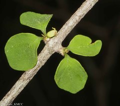 Peponidium