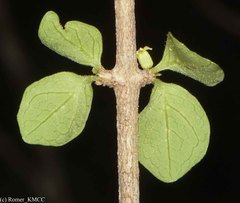 Peponidium