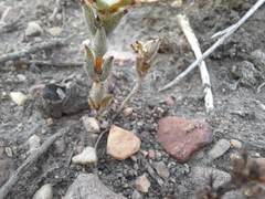 Trichodiadema orientale