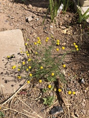 Oncosiphon pilulifer