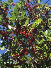 Ilex vomitoria