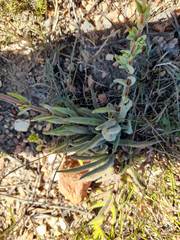 Crassula mesembryanthoides