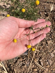 Oncosiphon pilulifer