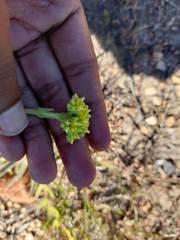 Crassula mesembryanthoides