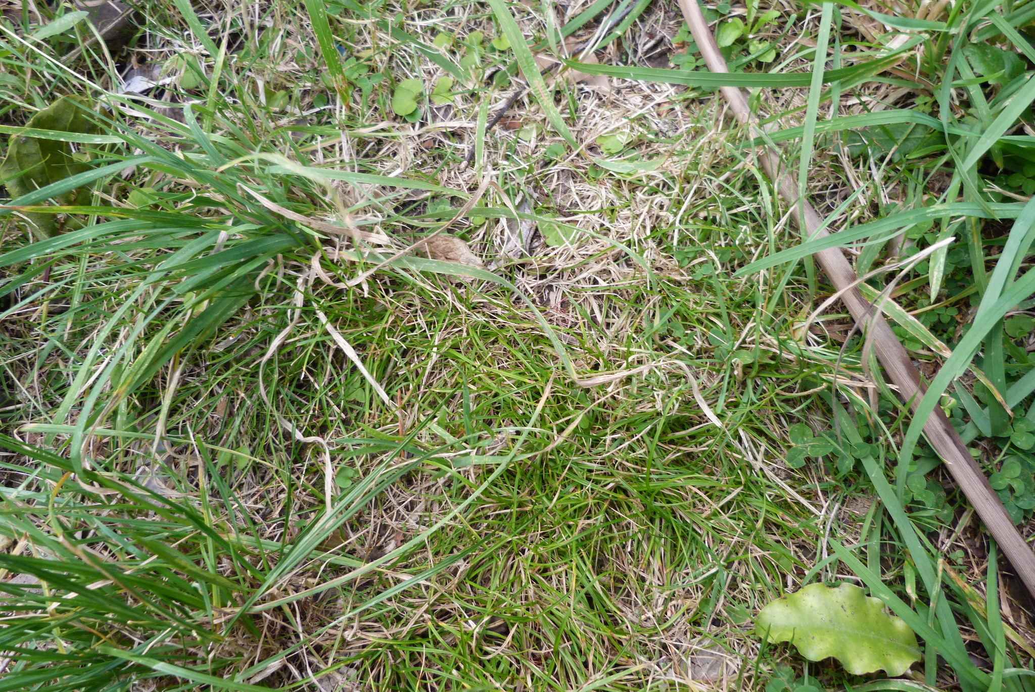 Image of Carex resectans by (c) Colin Meurk, some rights reserved (CC BY-SA)