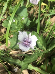 Calochortus tolmiei