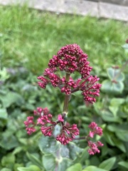 Centranthus ruber