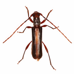 Ossibia fuscata